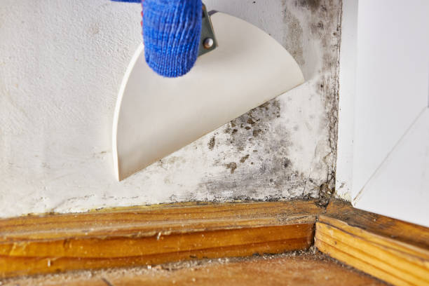 Best Mold Documentation for Insurance Claims  in Harbor Springs, MI