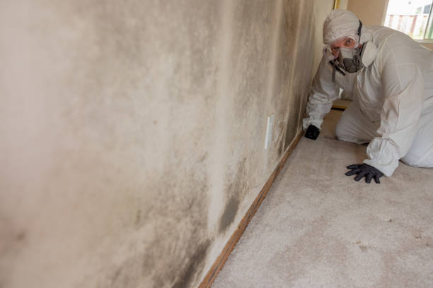 Best Forensic Mold Investigation  in Harbor Springs, MI
